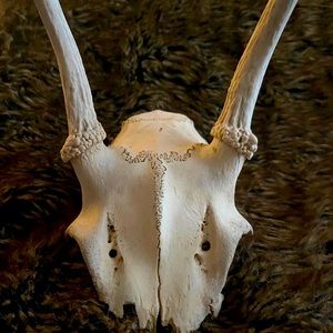 Deer Antlers and Skull